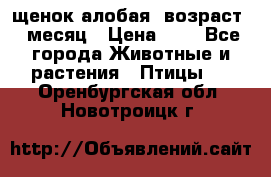 щенок алобая .возраст 1 месяц › Цена ­ 7 - Все города Животные и растения » Птицы   . Оренбургская обл.,Новотроицк г.